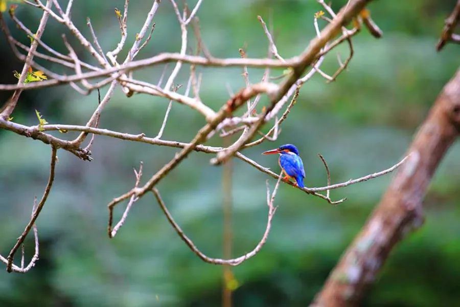 Habarana – Sri Lanka’s Cultural Triangle Base for Safari & Heritage