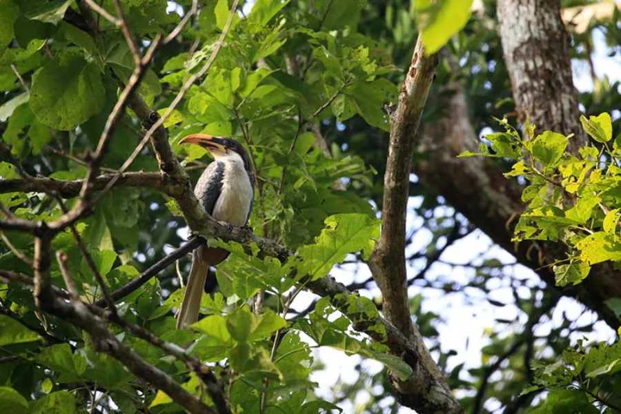 Habarana – Sri Lanka’s Cultural Triangle Base for Safari & Heritage