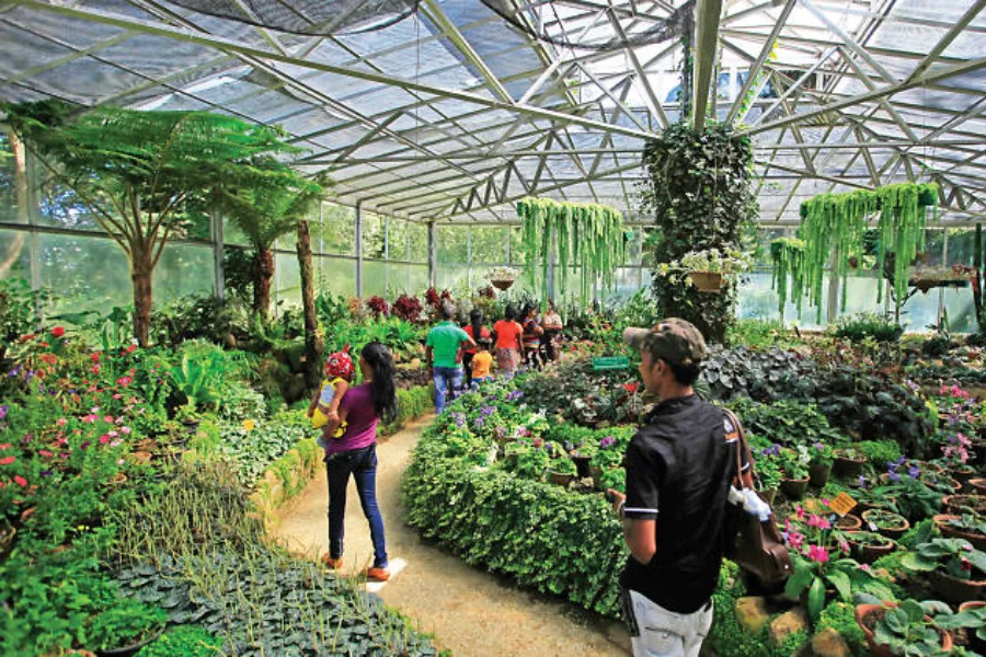 Hakgala Botanical Garden – Sri Lanka’s Misty Garden of Legends