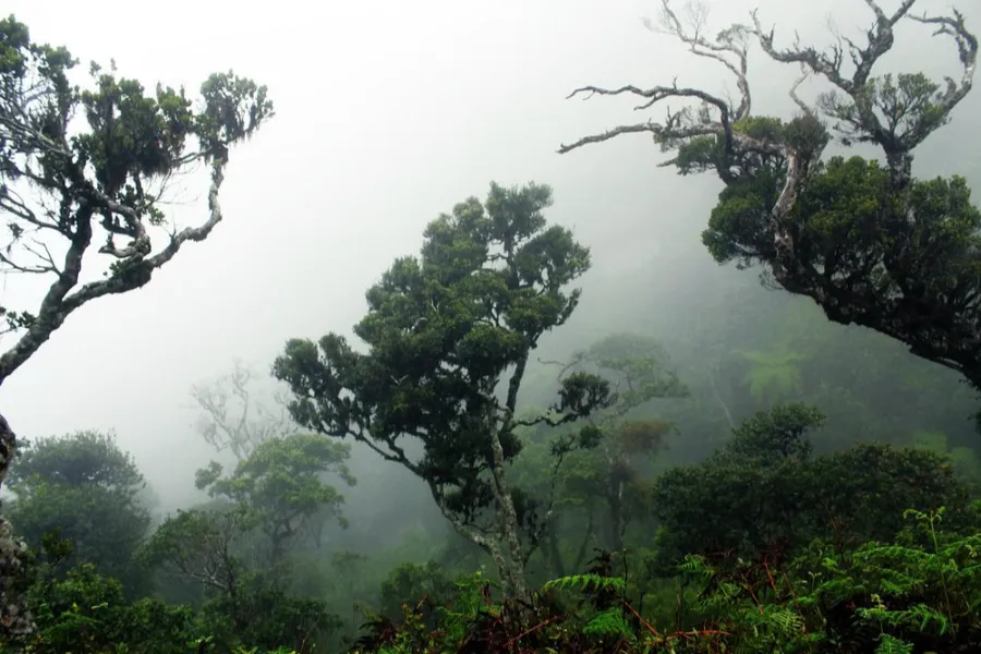 Horton Plains National Park – Hike to World’s End in Sri Lanka’s Highlands