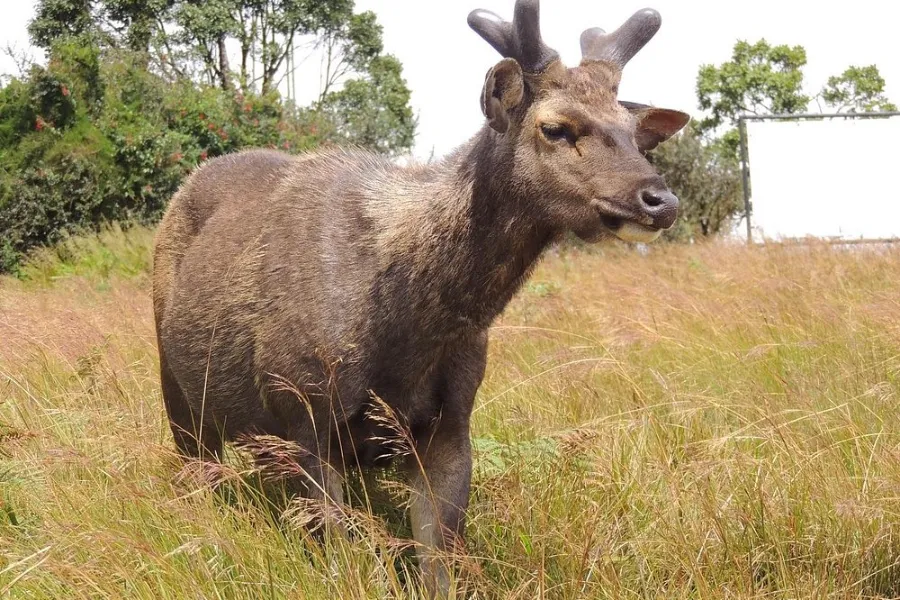 Horton Plains National Park – Hike to World’s End in Sri Lanka’s Highlands