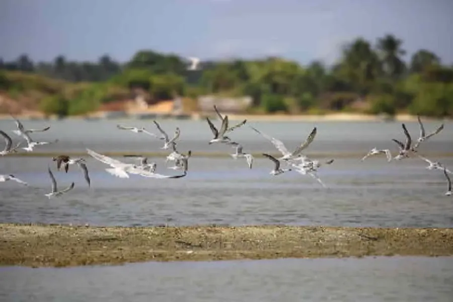 Jaffna Travel Guide – Explore Sri Lanka’s Tamil Heritage in the North | Viathra Leisure