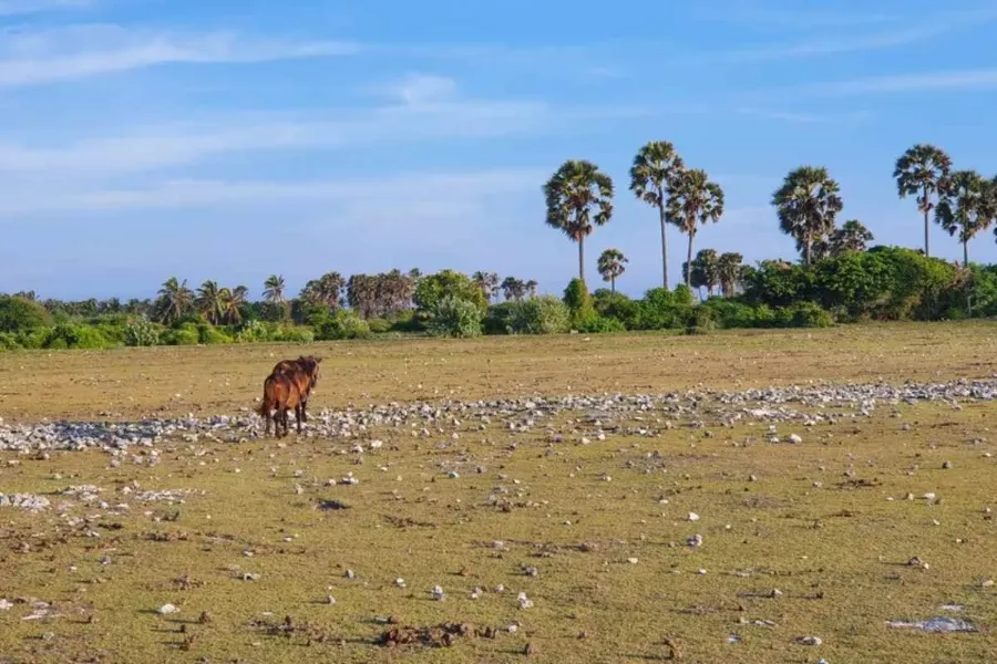 Jaffna Travel Guide – Explore Sri Lanka’s Tamil Heritage in the North | Viathra Leisure