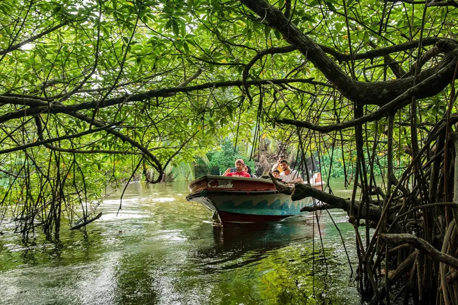 Madu River Safari – Explore Sri Lanka’s Mangrove Paradise in Balapitiya