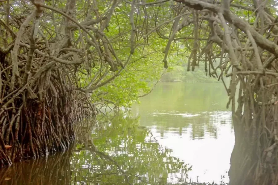 Madu River Safari – Explore Sri Lanka’s Mangrove Paradise in Balapitiya