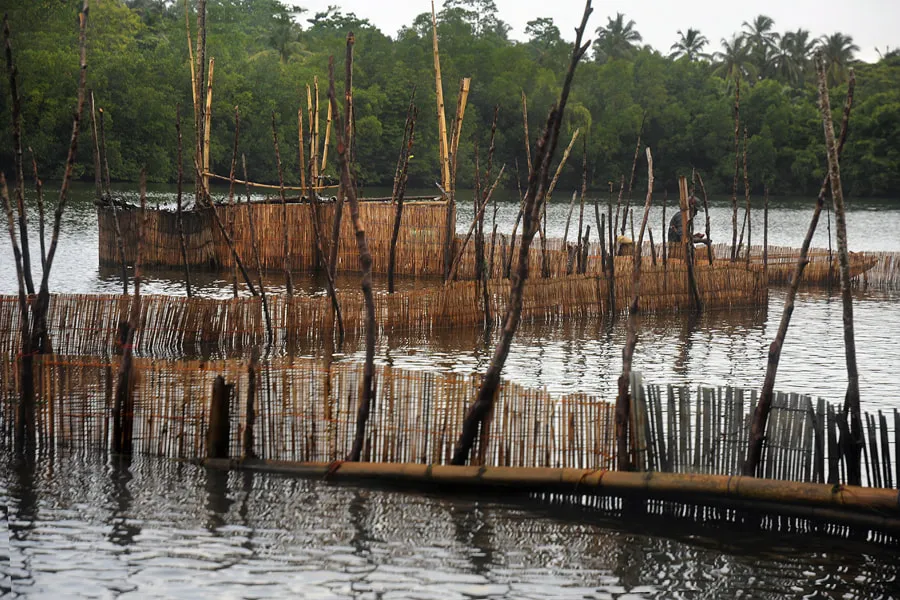 Madu River Safari – Explore Sri Lanka’s Mangrove Paradise in Balapitiya