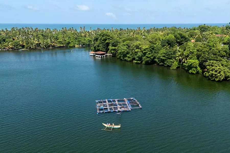 Madu River Safari – Explore Sri Lanka’s Mangrove Paradise in Balapitiya