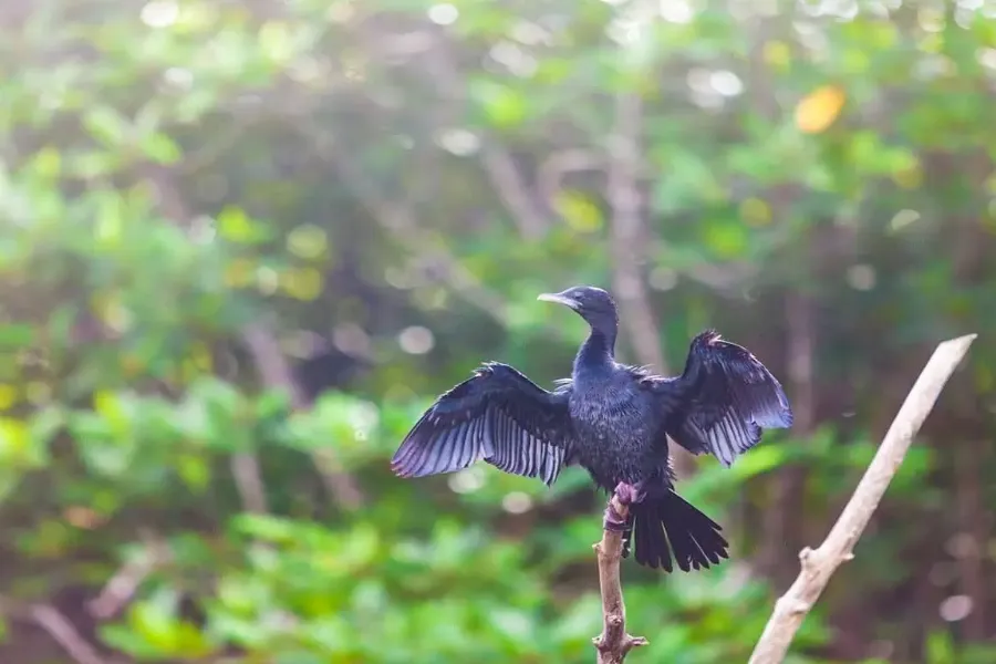 Madu River Safari – Explore Sri Lanka’s Mangrove Paradise in Balapitiya