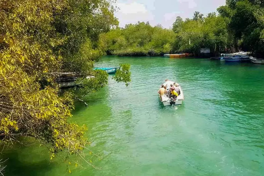 Madu River Safari – Explore Sri Lanka’s Mangrove Paradise in Balapitiya