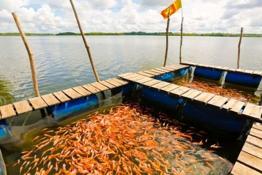 Madu River Safari – Explore Sri Lanka’s Mangrove Paradise in Balapitiya