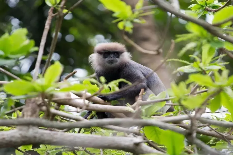 Madu River Safari – Explore Sri Lanka’s Mangrove Paradise in Balapitiya