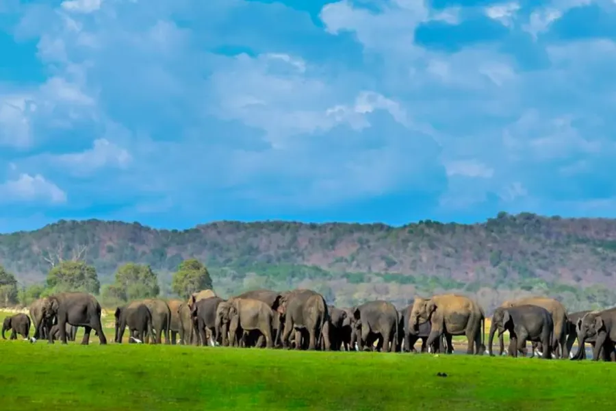 Minneriya National Park – Witness the Great Elephant Gathering in Sri Lanka