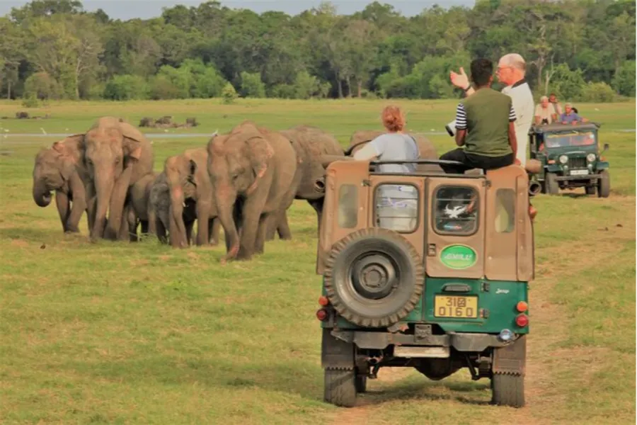 Minneriya National Park – Witness the Great Elephant Gathering in Sri Lanka