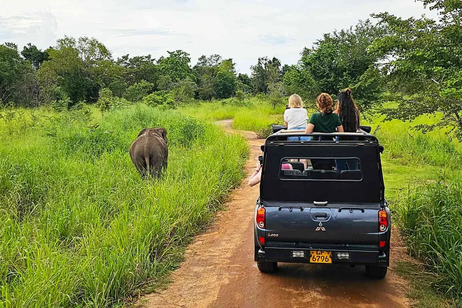 Minneriya National Park – Witness the Great Elephant Gathering in Sri Lanka