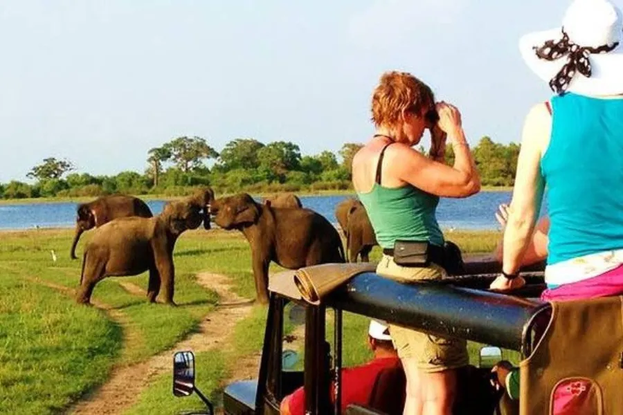 Minneriya National Park – Witness the Great Elephant Gathering in Sri Lanka