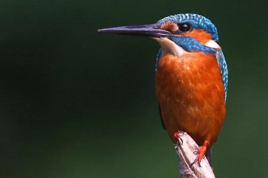 Minneriya National Park – Witness the Great Elephant Gathering in Sri Lanka