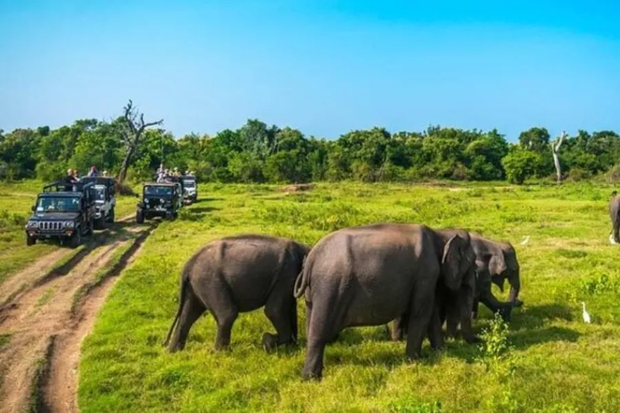 Minneriya National Park – Witness the Great Elephant Gathering in Sri Lanka