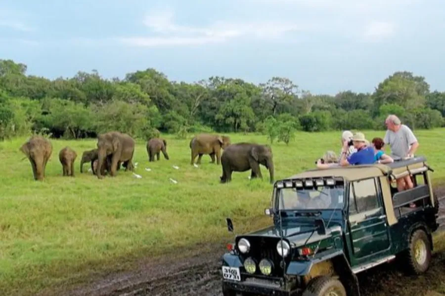 Minneriya National Park – Witness the Great Elephant Gathering in Sri Lanka