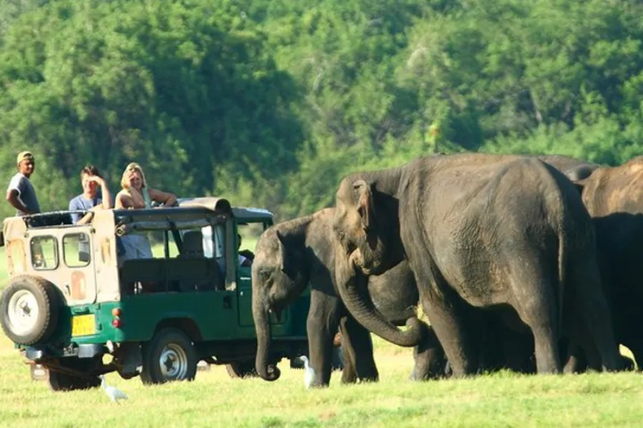 Minneriya National Park – Witness the Great Elephant Gathering in Sri Lanka