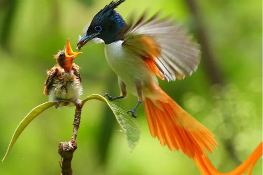 Muthurajawela Wetlands – Explore Colombo’s Secret Wildlife Sanctuary