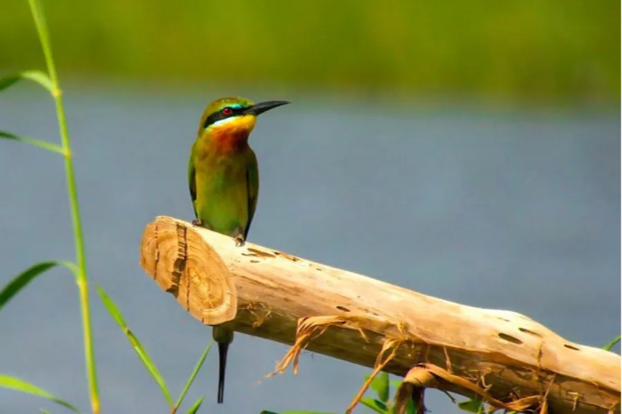 Muthurajawela Wetlands – Explore Colombo’s Secret Wildlife Sanctuary
