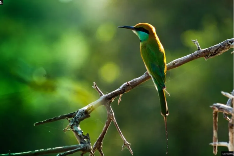Muthurajawela Wetlands – Explore Colombo’s Secret Wildlife Sanctuary