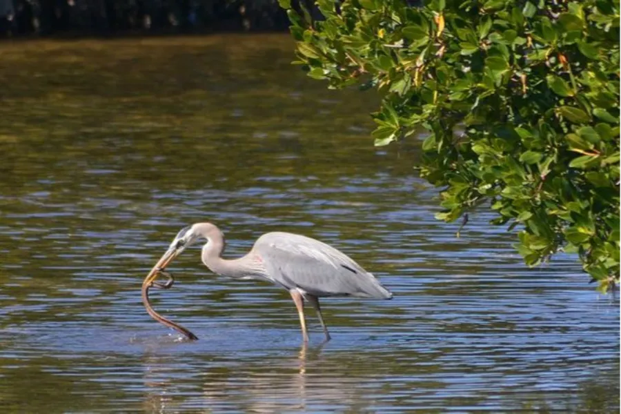 Muthurajawela Wetlands – Explore Colombo’s Secret Wildlife Sanctuary