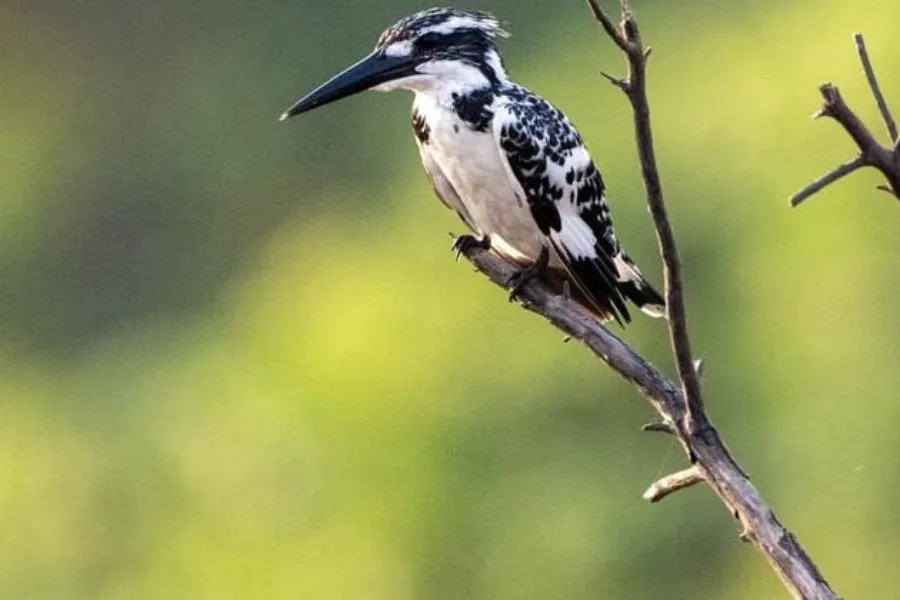Muthurajawela Wetlands – Explore Colombo’s Secret Wildlife Sanctuary