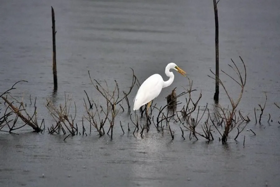Muthurajawela Wetlands – Explore Colombo’s Secret Wildlife Sanctuary