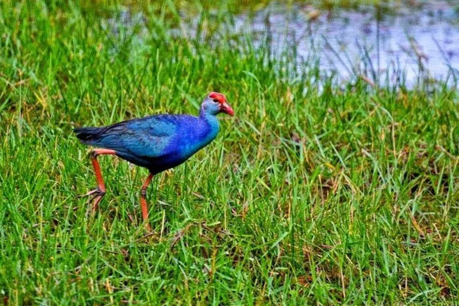 Muthurajawela Wetlands – Explore Colombo’s Secret Wildlife Sanctuary