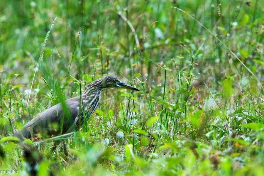 Muthurajawela Wetlands – Explore Colombo’s Secret Wildlife Sanctuary