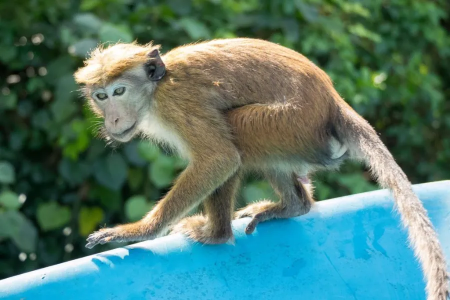 Muthurajawela Wetlands – Explore Colombo’s Secret Wildlife Sanctuary