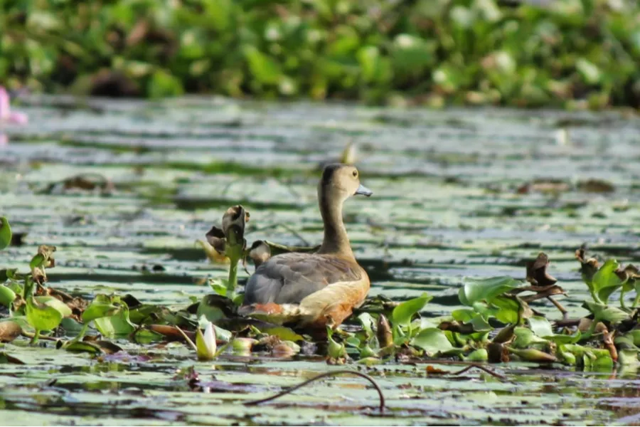 Muthurajawela Wetlands – Explore Colombo’s Secret Wildlife Sanctuary