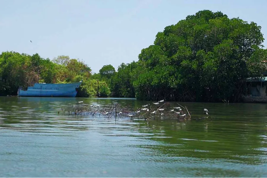 Muthurajawela Wetlands – Explore Colombo’s Secret Wildlife Sanctuary