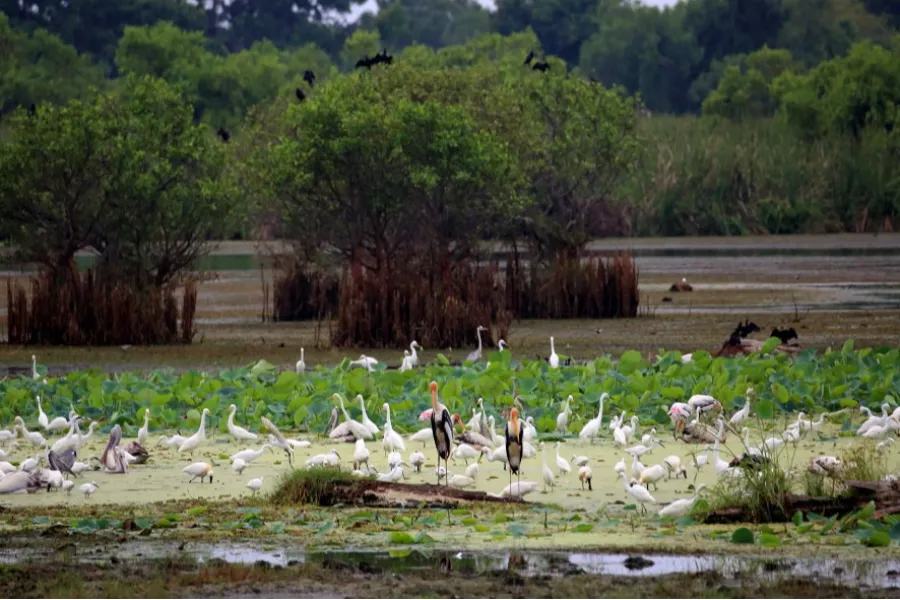 Muthurajawela Wetlands – Explore Colombo’s Secret Wildlife Sanctuary