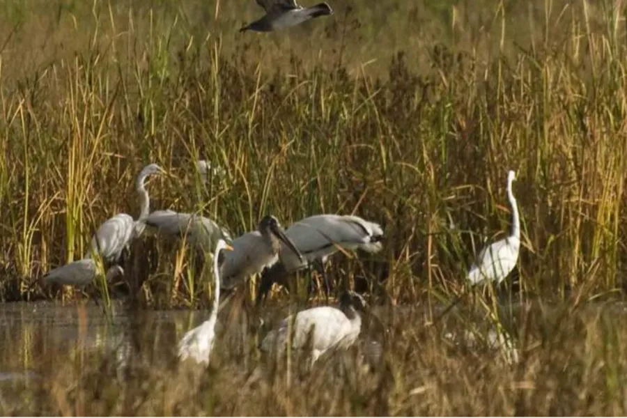 Muthurajawela Wetlands – Explore Colombo’s Secret Wildlife Sanctuary