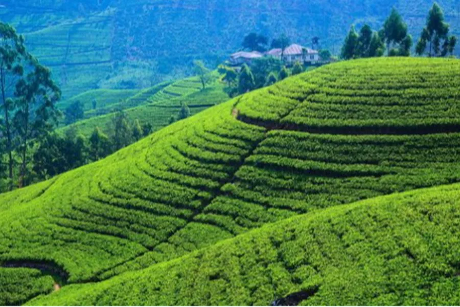 Nuwara Eliya – Discover Sri Lanka’s Little England in the Central Highlands