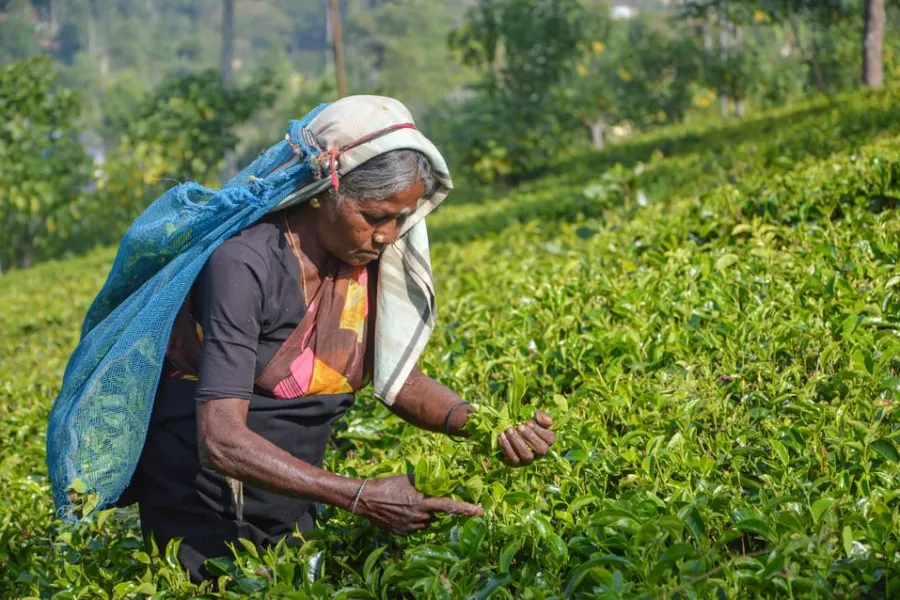 Nuwara Eliya – Discover Sri Lanka’s Little England in the Central Highlands