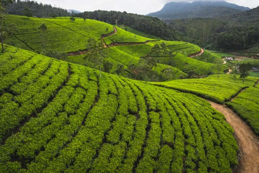 Nuwara Eliya – Discover Sri Lanka’s Little England in the Central Highlands