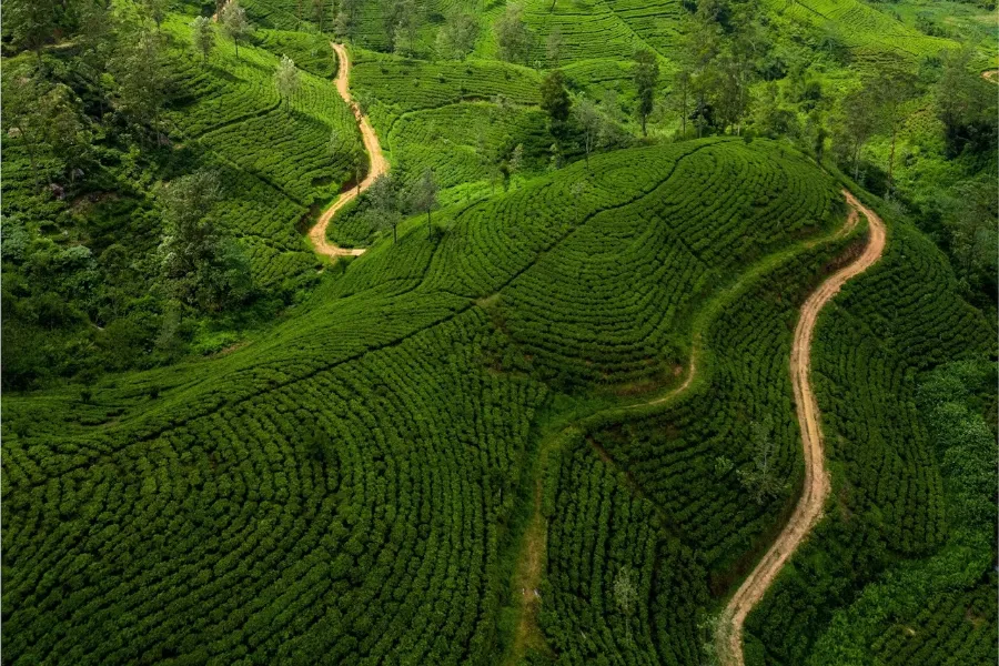 Nuwara Eliya – Discover Sri Lanka’s Little England in the Central Highlands
