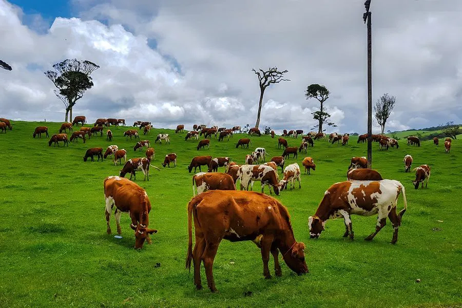Nuwara Eliya – Discover Sri Lanka’s Little England in the Central Highlands