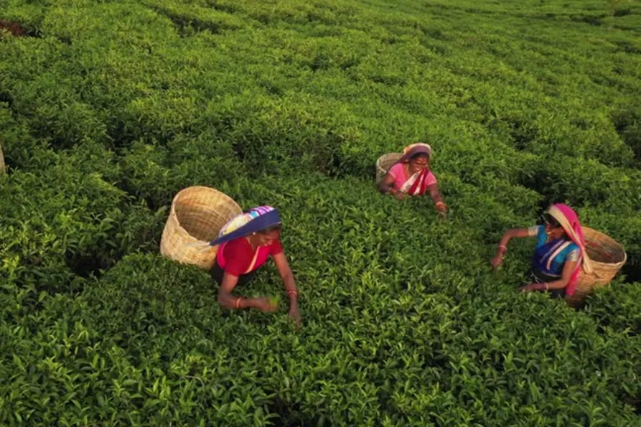 Nuwara Eliya – Discover Sri Lanka’s Little England in the Central Highlands