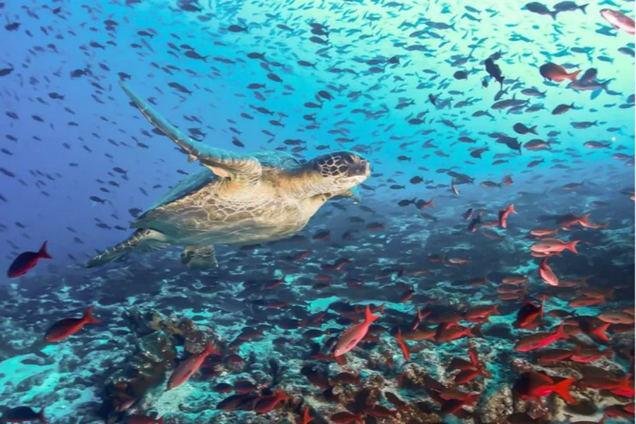 Pigeon Island National Park – Snorkeling with Sharks & Turtles in Sri Lanka