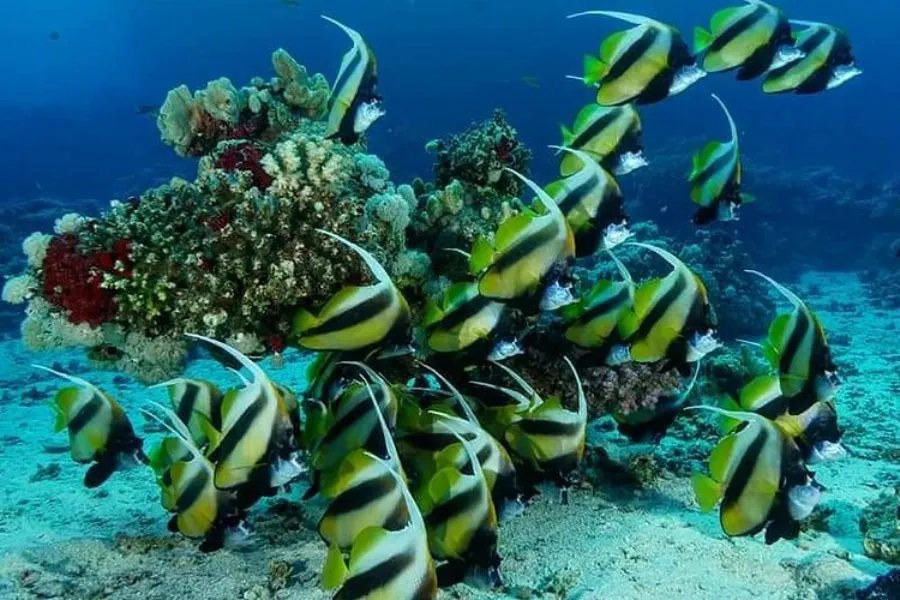 Pigeon Island National Park – Snorkeling with Sharks & Turtles in Sri Lanka