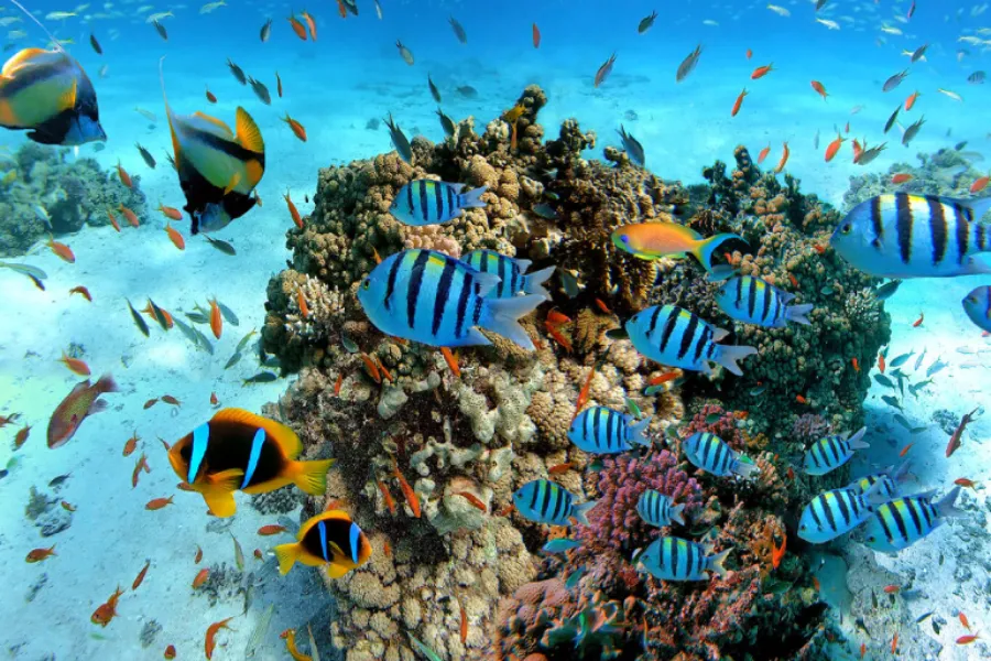 Pigeon Island National Park – Snorkeling with Sharks & Turtles in Sri Lanka
