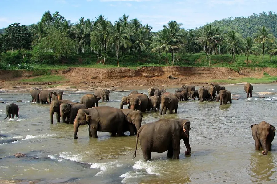 Pinnawala Elephant Orphanage – Watch Elephants Bathe & Play in Sri Lanka