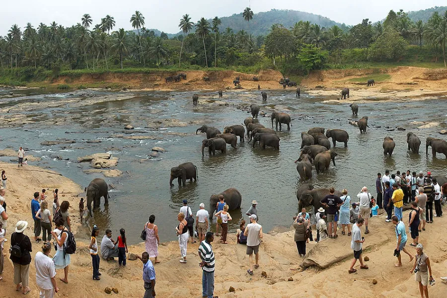 Pinnawala Elephant Orphanage – Watch Elephants Bathe & Play in Sri Lanka