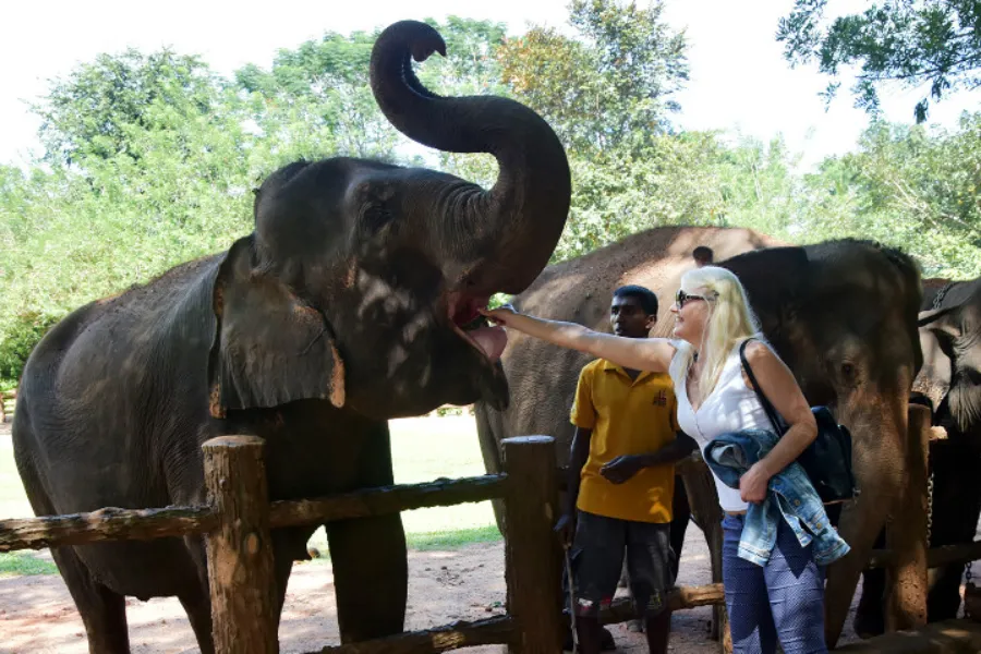 Pinnawala Elephant Orphanage – Watch Elephants Bathe & Play in Sri Lanka