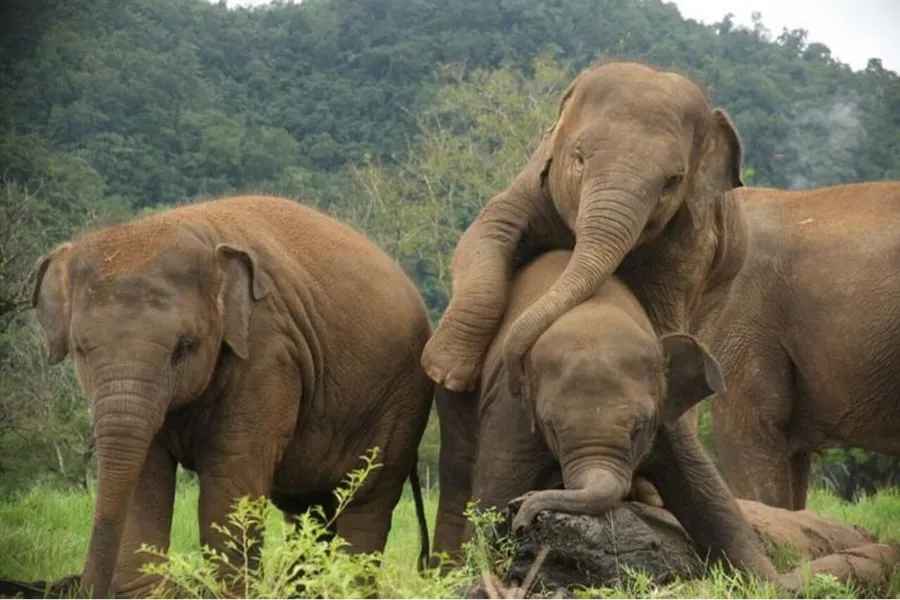 Pinnawala Elephant Orphanage – Watch Elephants Bathe & Play in Sri Lanka
