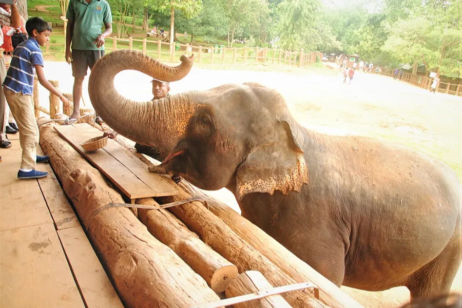 Pinnawala Elephant Orphanage – Watch Elephants Bathe & Play in Sri Lanka